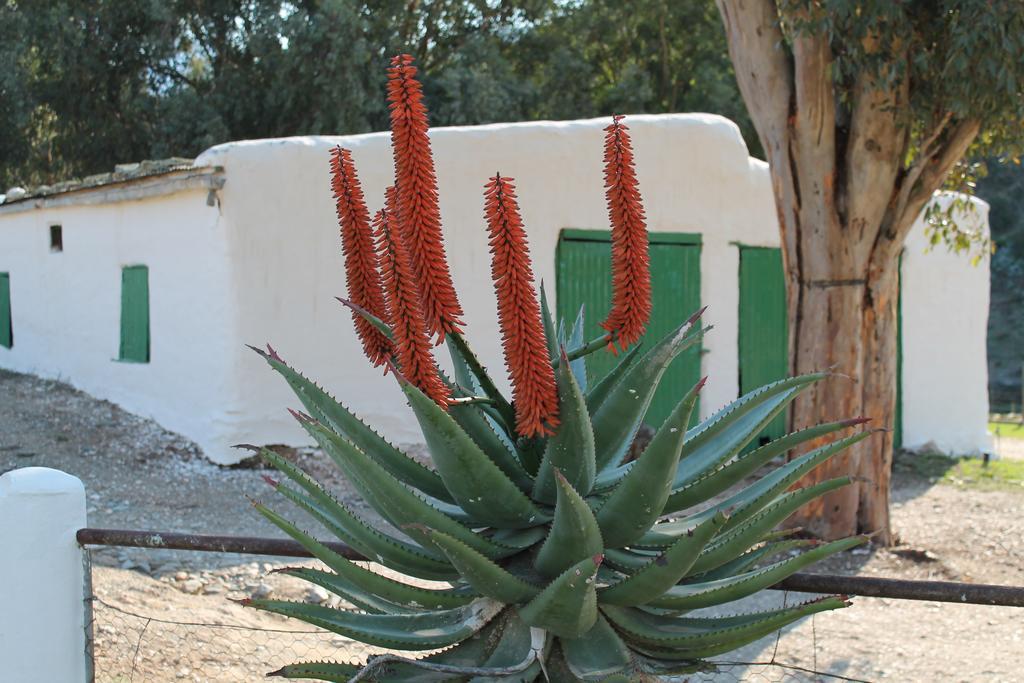 Matjiesvlei Guestfarm Villa Calitzdorp Eksteriør billede